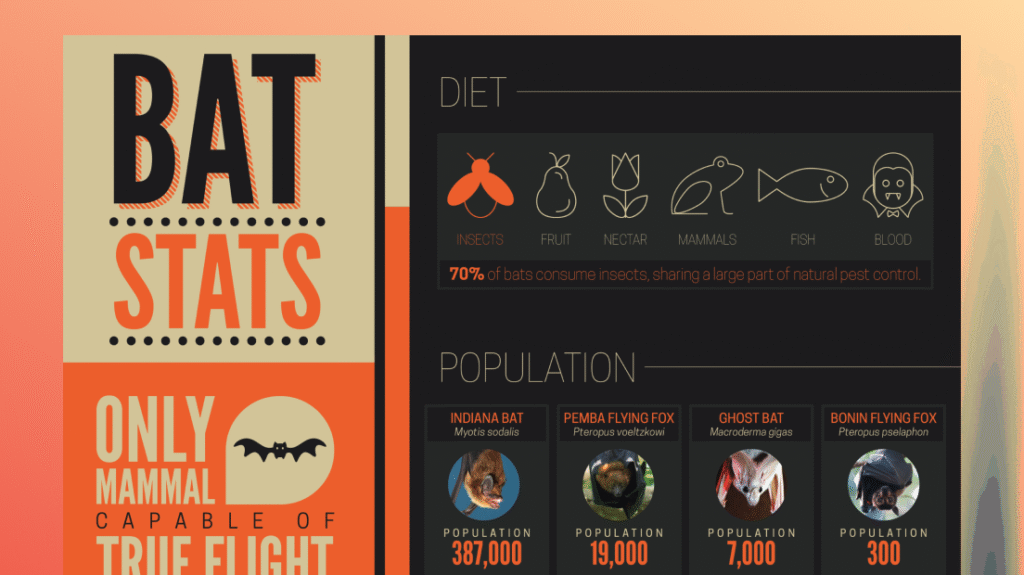The top half of an infographic about bats. "Bat Stats." Note to listener: Click into this project for a read through of all the stats within this infographic.